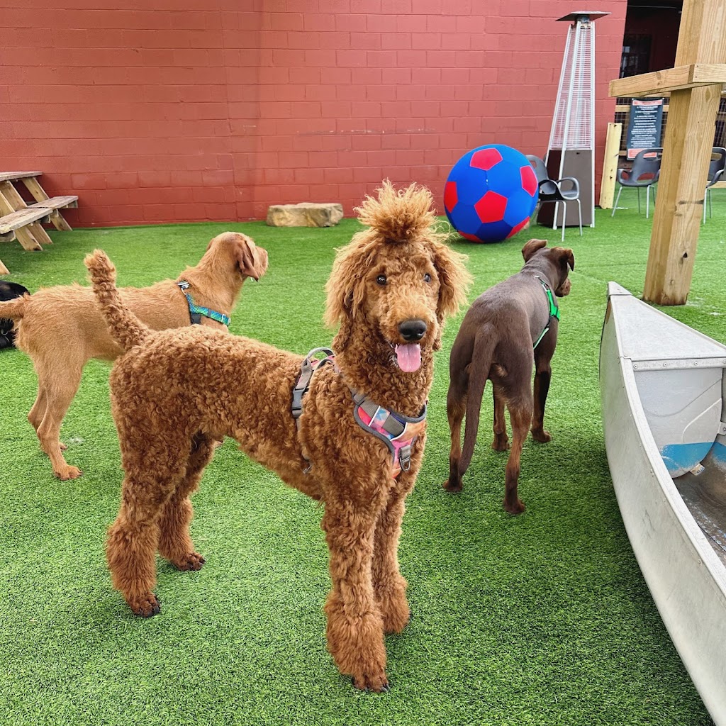 The Bark | restaurant | 601 Lamar St, Knoxville, TN 37917, USA | 8654443894 OR +1 865-444-3894