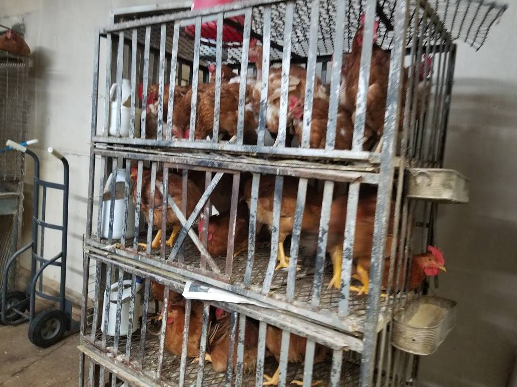 Pollos Vivos | restaurant | 1636 W Chicago Ave, Chicago, IL 60622, USA | 7733666528 OR +1 773-366-6528