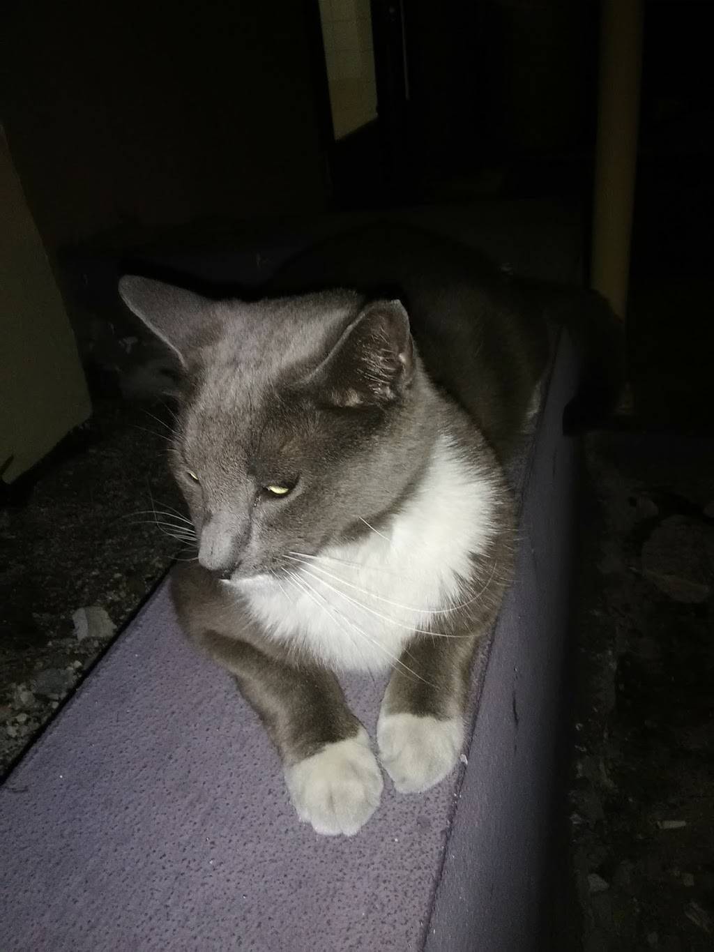 Erikas Cafe & Restaurant | restaurant | 4153 SW 47th Ave, Davie, FL 33314, USA | 9545810083 OR +1 954-581-0083