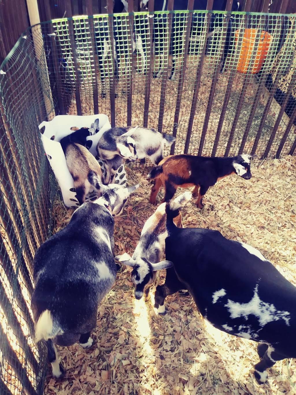 Pupuseria Del Valle | restaurant | 110 SW 53rd St, Corvallis, OR 97333, USA | 5179366352 OR +1 517-936-6352