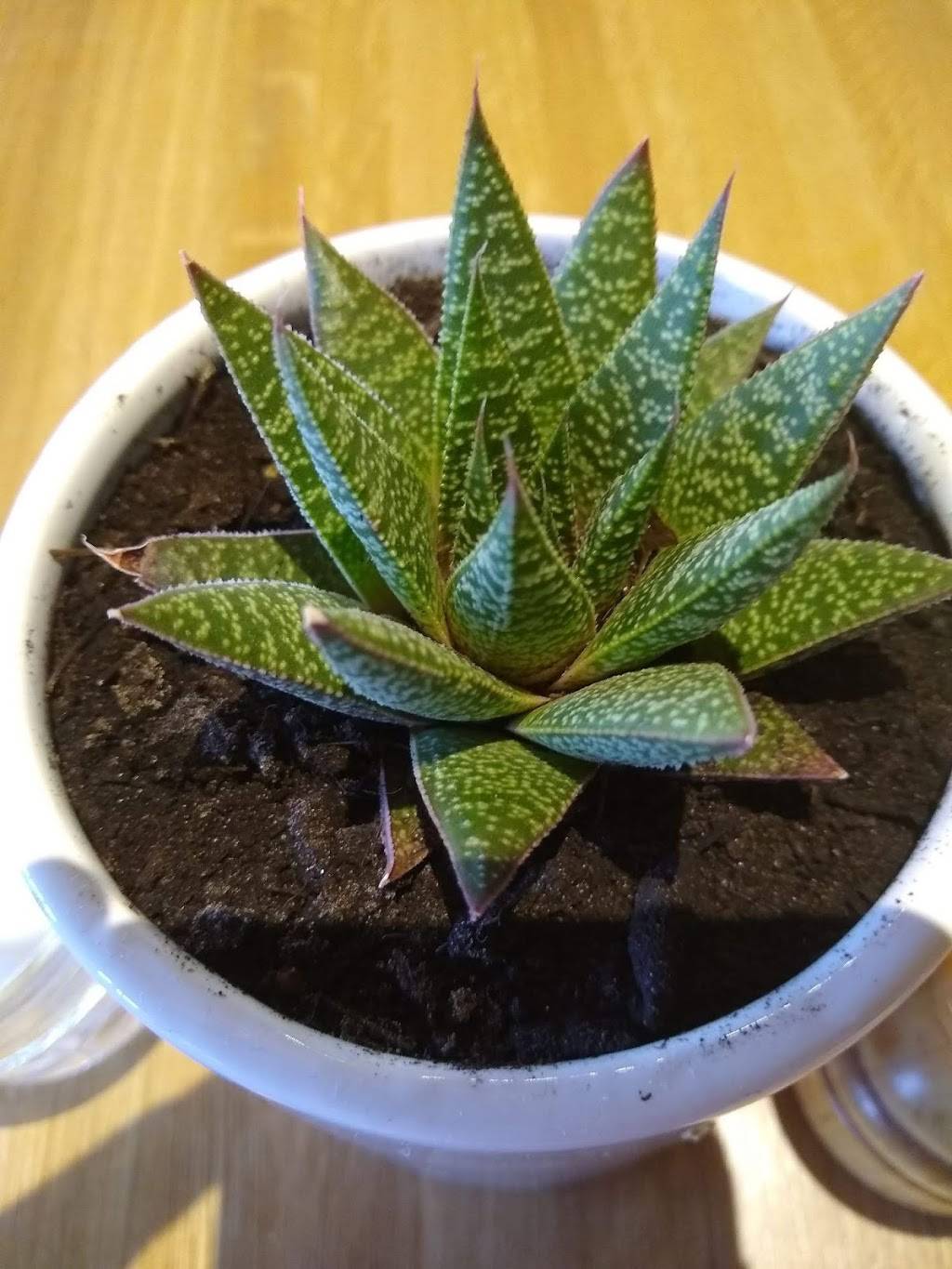 True Food Kitchen | restaurant | Town Center at Boca Raton |, 6000 Glades Rd Unit 1015A, Boca Raton, FL 33431, USA | 5614198105 OR +1 561-419-8105