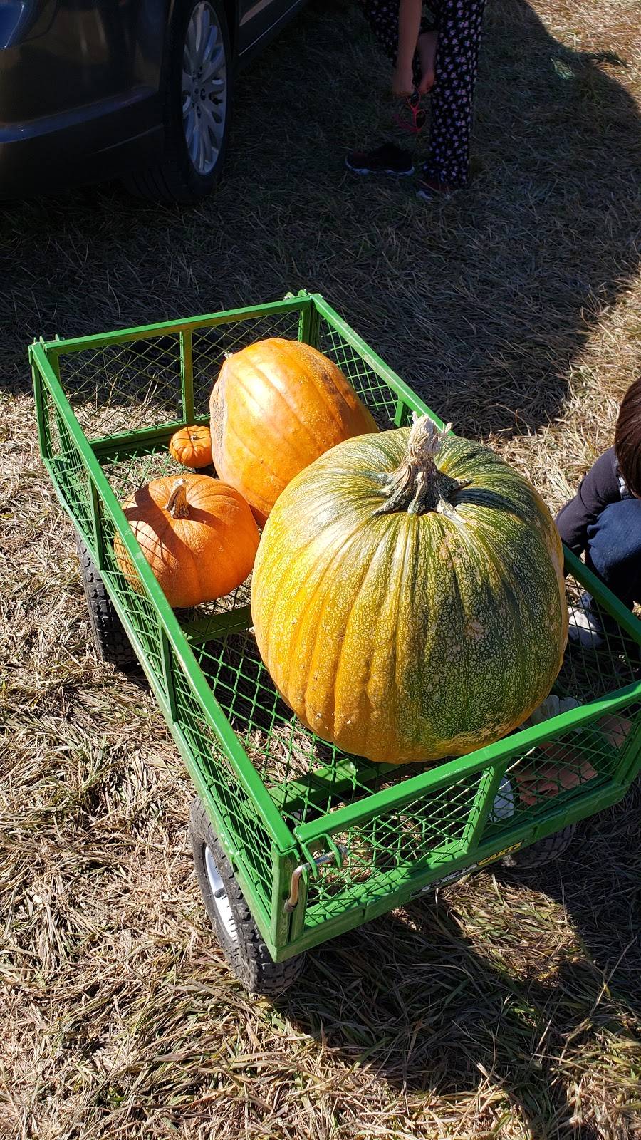 Good Times Burgers & Frozen Custard | restaurant | 501 S College Ave, Fort Collins, CO 80524, USA | 9702211922 OR +1 970-221-1922