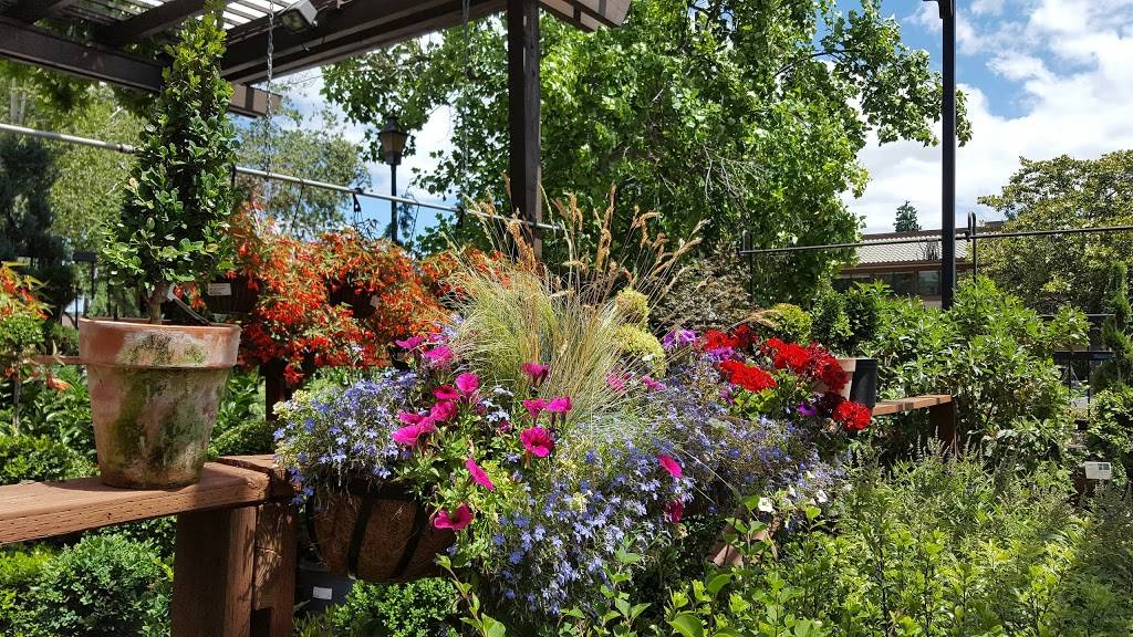 Starbucks | cafe | 3225 Danville Blvd, Alamo, CA 94507, USA | 9253629568 OR +1 925-362-9568