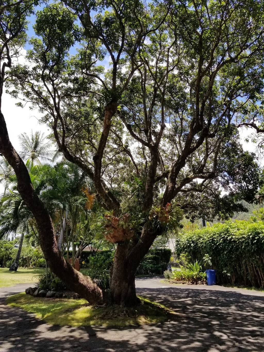 Govindas Restaurant | restaurant | 51 Coelho Way, Honolulu, HI 96817, USA | 8085954913 OR +1 808-595-4913