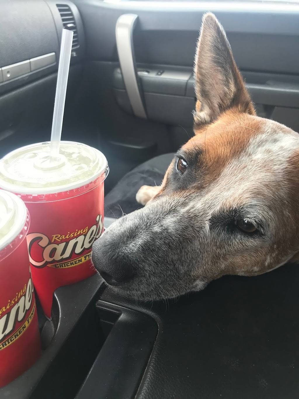 Raising Canes Chicken Fingers | meal takeaway | 730 Commons Dr, Woodbury, MN 55125, USA | 6517319298 OR +1 651-731-9298