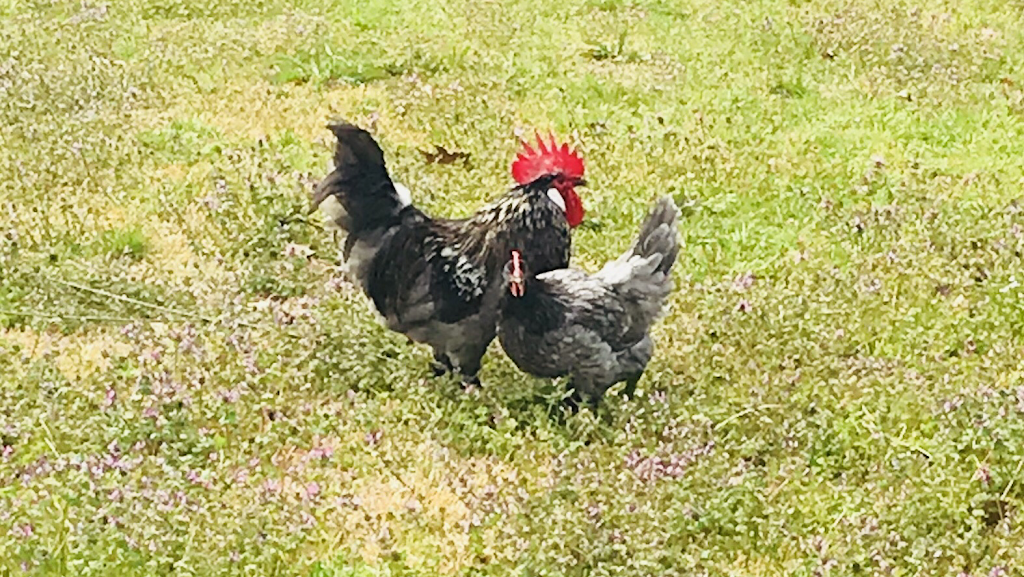 Bresse Farms | restaurant | 1953 MS-345, Pontotoc, MS 38863, USA | 6628715789 OR +1 662-871-5789