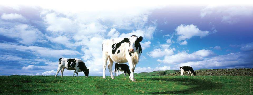 Zinburger Wine & Burger Bar | restaurant | 1800 Sawgrass Mills Circle #2460 The Colonnade Outlets at Sawgrass Mills, Sunrise, FL 33323, USA | 9548469360 OR +1 954-846-9360