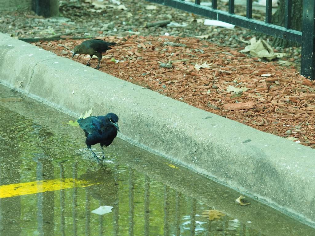 Whataburger | restaurant | 2428 N Haskell Ave., Dallas, TX 75204, USA | 2148210293 OR +1 214-821-0293