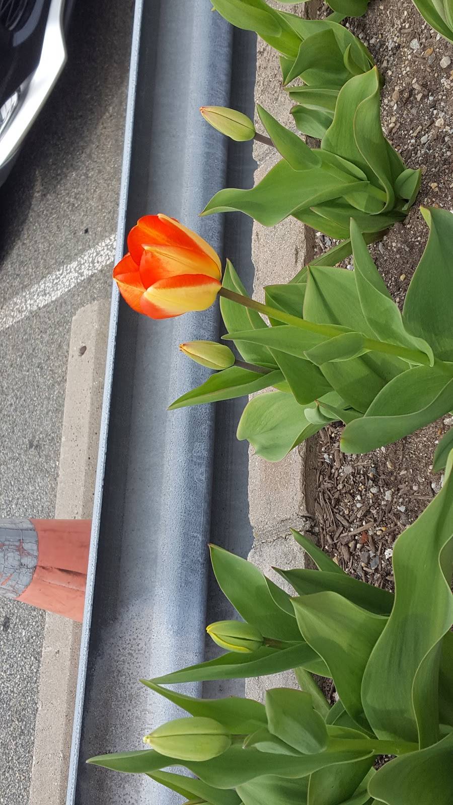 J & R Pizza II | restaurant | 133 McClean Ave, Staten Island, NY 10305, USA | 7187272222 OR +1 718-727-2222