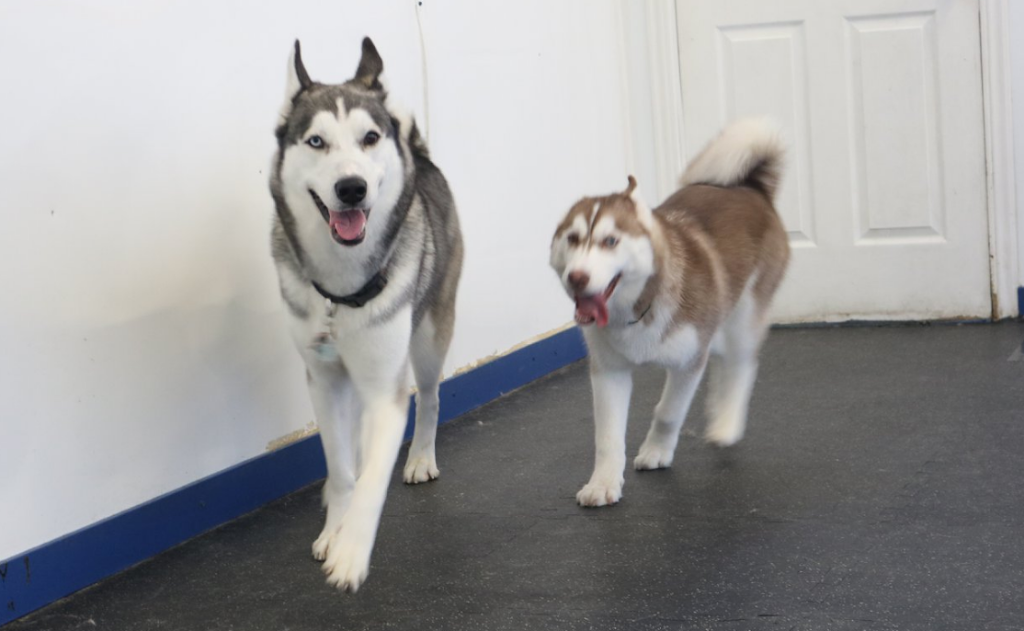 CaptainK9 | restaurant | 2115 Midland Ave Unit 9, Scarborough, ON M1P 3E4, Canada | 4162936686 OR +1 416-293-6686