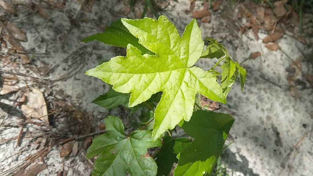 Latitudes Restaurant | restaurant | Compass Pointe South Wynd NE, Leland, NC 28451, USA | 9107777740 OR +1 910-777-7740