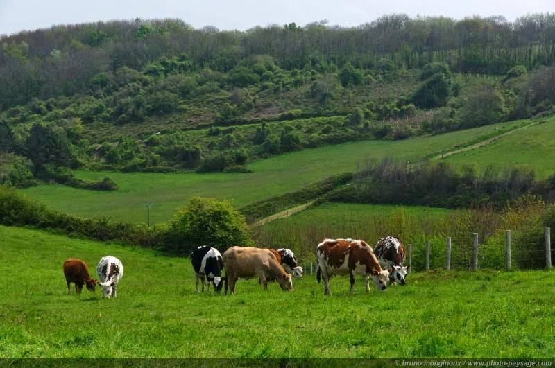 Burger Village | restaurant | 66 Middle Neck Rd, Great Neck, NY 11021, USA | 5163219177 OR +1 516-321-9177