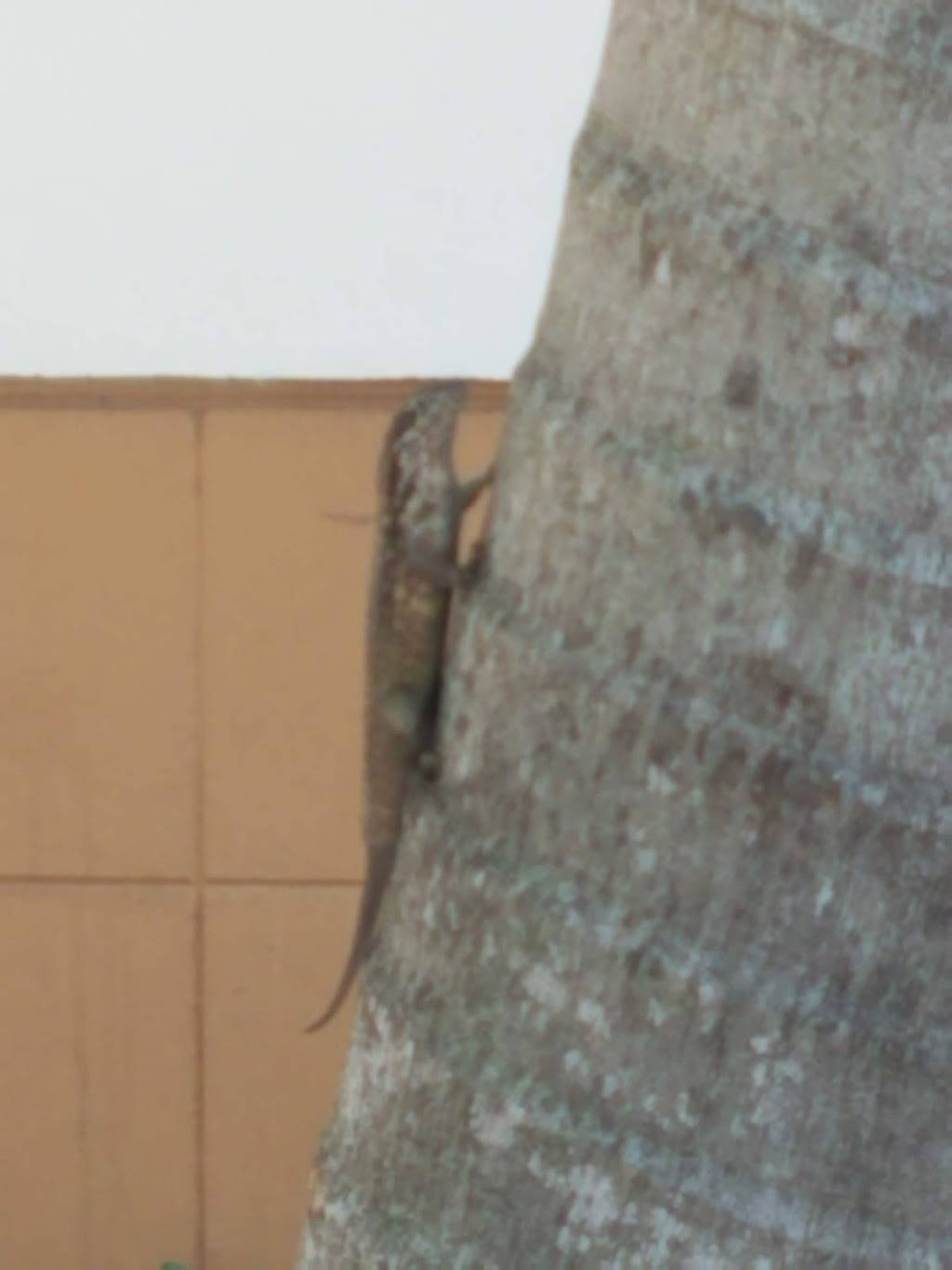 Tilapia Fresh Fish and Chicken | meal takeaway | 2701 W Atlantic Blvd, Pompano Beach, FL 33069, USA | 7542208482 OR +1 754-220-8482