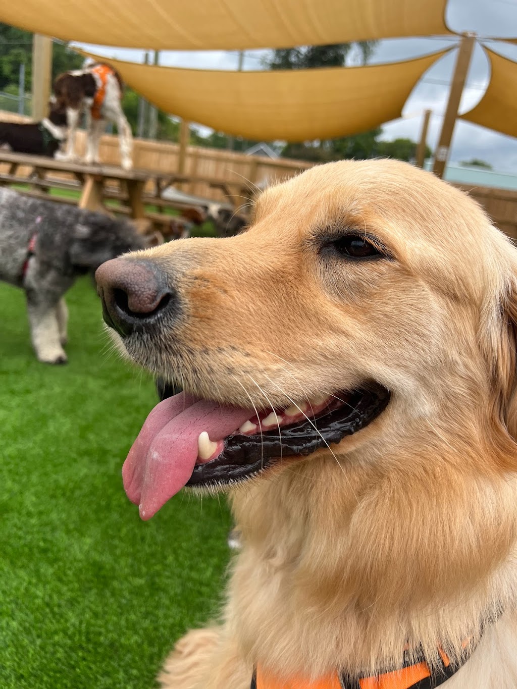 The Bark | restaurant | 601 Lamar St, Knoxville, TN 37917, USA | 8654443894 OR +1 865-444-3894