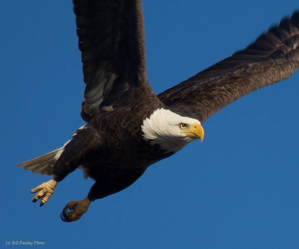 Xing Dynasty | meal takeaway | 361 Majors Blvd, Lynchburg, TN 37352, USA | 9317596922 OR +1 931-759-6922