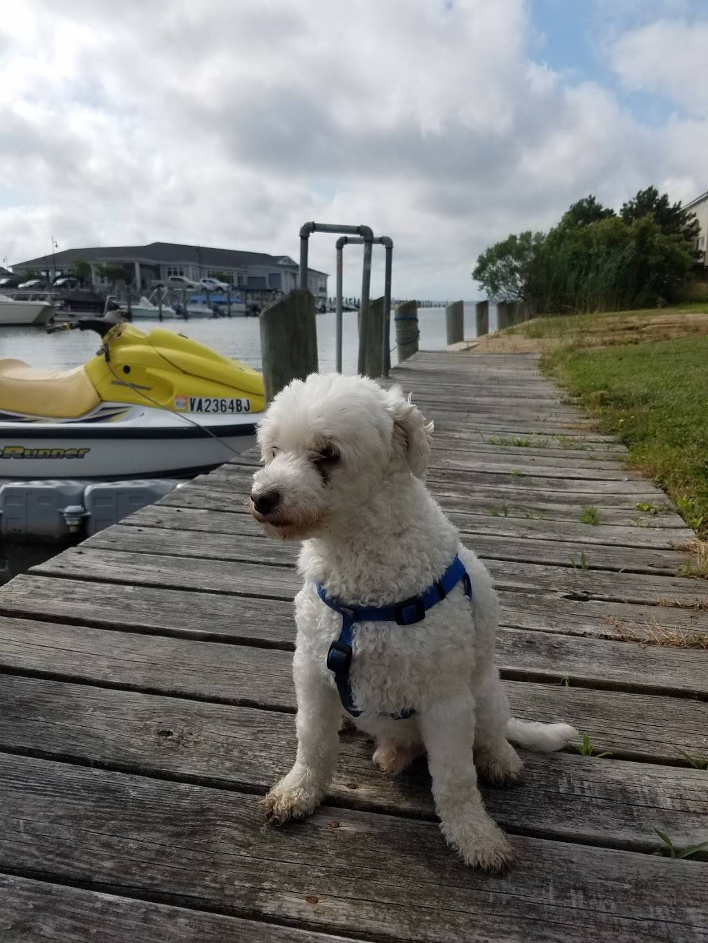 Captains Cove Golf & Yacht Club | restaurant | 3332 Captains Corridor, Greenbackville, VA 23356, USA | 7578243465 OR +1 757-824-3465