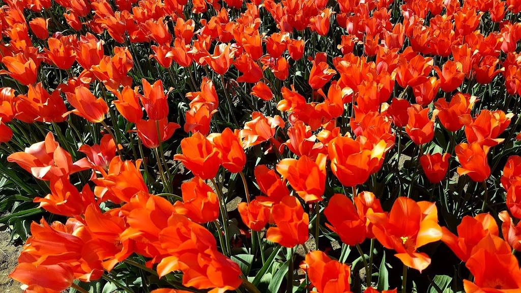 Palace Casino | restaurant | 318 NW Pacific Hwy, La Center, WA 98629, USA | 3602632988 OR +1 360-263-2988