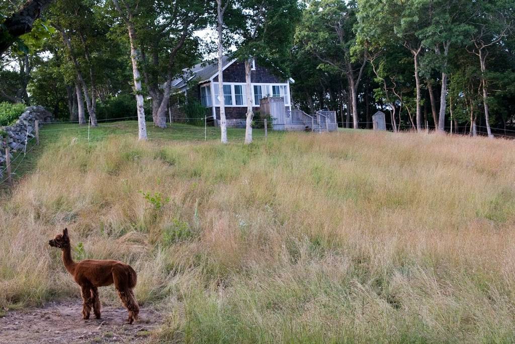 Menemsha Inn & Cottages | restaurant | 12 Menemsha Inn Rd, Chilmark, MA 02535, USA | 5086452521 OR +1 508-645-2521