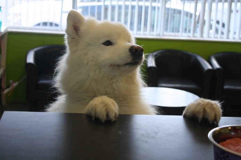 CaptainK9 | restaurant | 2115 Midland Ave Unit 9, Scarborough, ON M1P 3E4, Canada | 4162936686 OR +1 416-293-6686