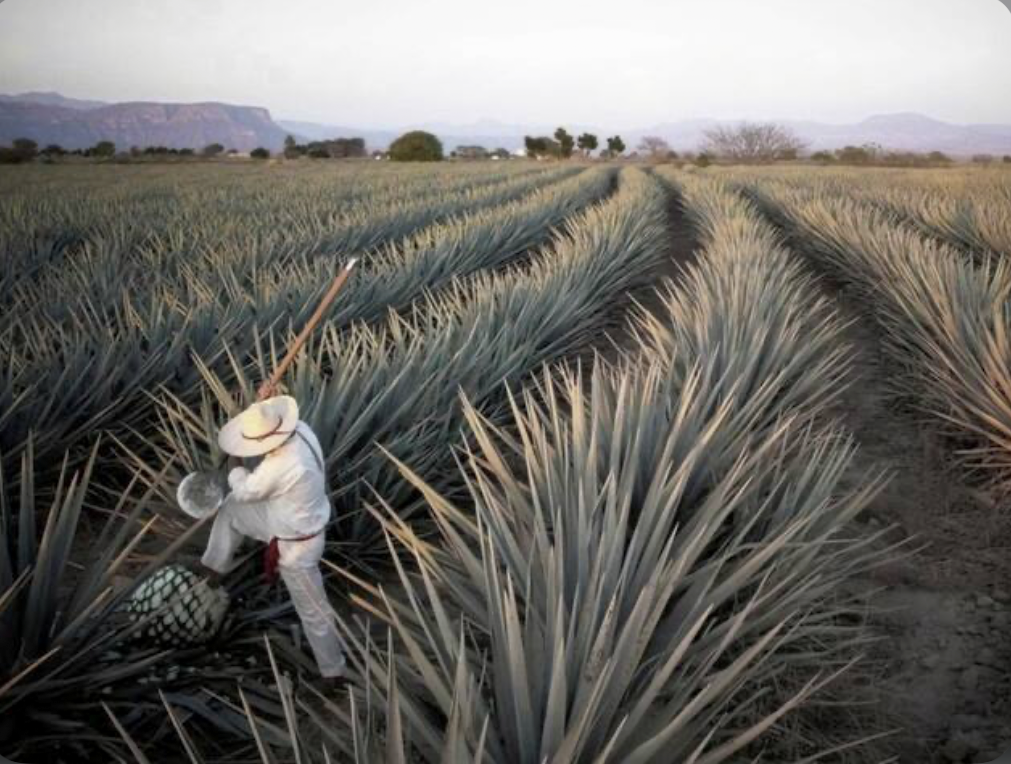 EL JIMADOR MEXICAN GRILL | restaurant | 260 E Lincoln Hwy, DeKalb, IL 60115, USA | 8159010110 OR +1 815-901-0110