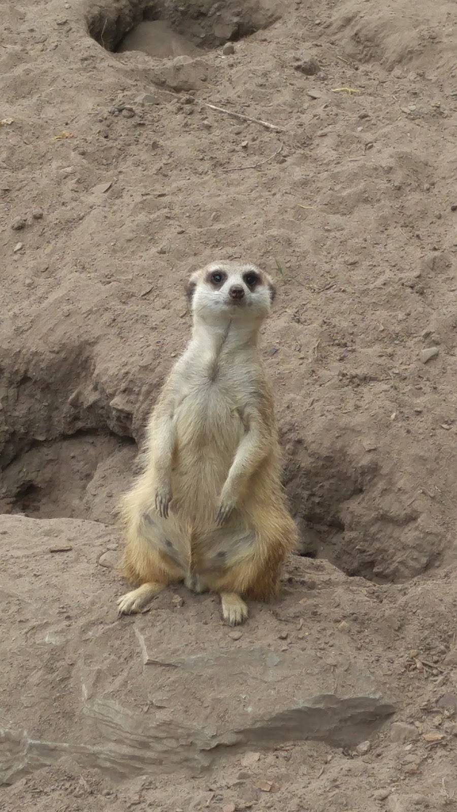 Beaver Tails | restaurant | 525 Rue Saint-Hubert, Granby, QC J2G 5P3, Canada | 4503729113 OR +1 450-372-9113