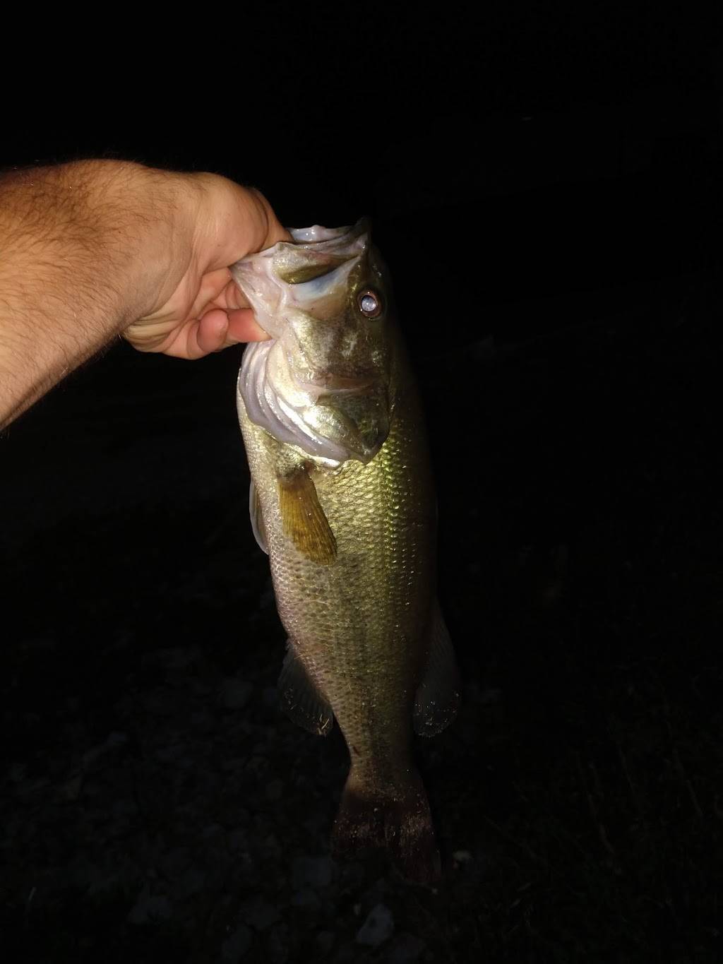 Cottonport Marina Restaurant | restaurant | Decatur, TN 37322, USA | 4234544110 OR +1 423-454-4110