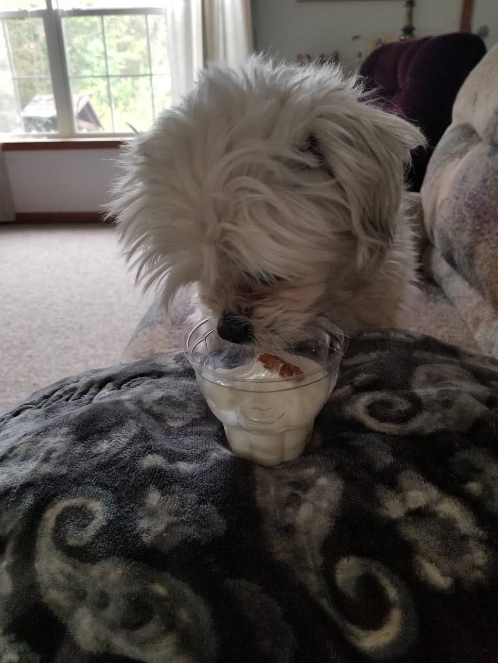 Dairy Queen Store | restaurant | 711 W Houghton Ave, West Branch, MI 48661, USA | 9893455600 OR +1 989-345-5600