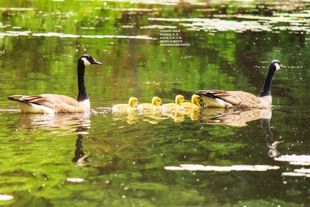 Pan Asia Restaurant | restaurant | 120 Amherst St, Nashua, NH 03064, USA | 6038805136 OR +1 603-880-5136