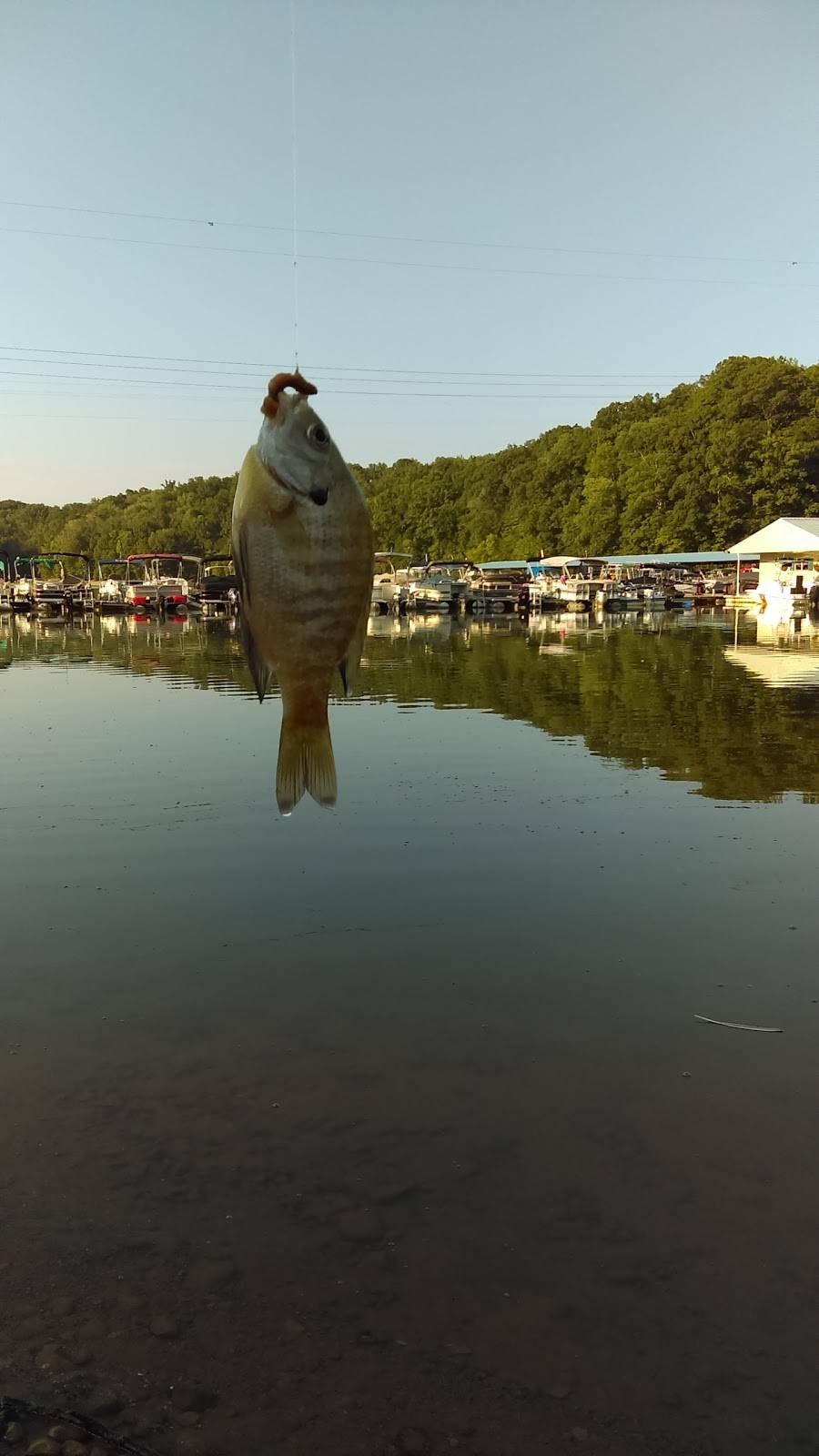 Swanns Marina | restaurant | 2515 Swanns Marina, Dandridge, TN 37725, USA | 8653972182 OR +1 865-397-2182