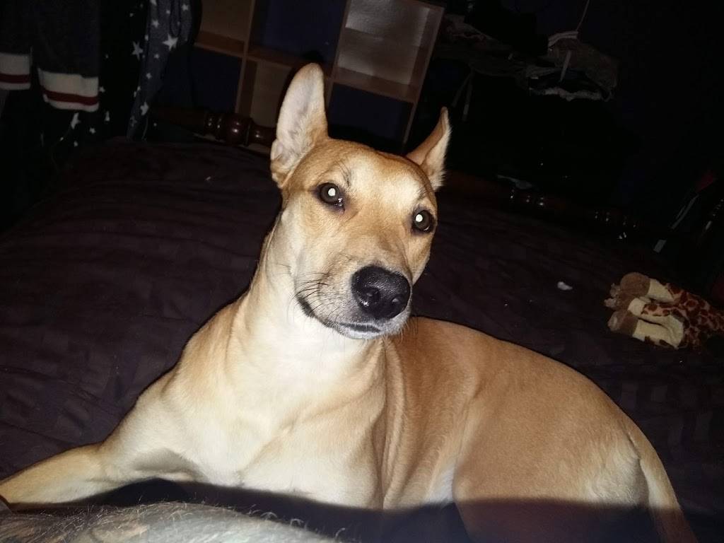 Twice The Deal Pizza | restaurant | 250 Dundas St S, Cambridge, ON N1R 8A8, Canada | 5197405050 OR +1 519-740-5050