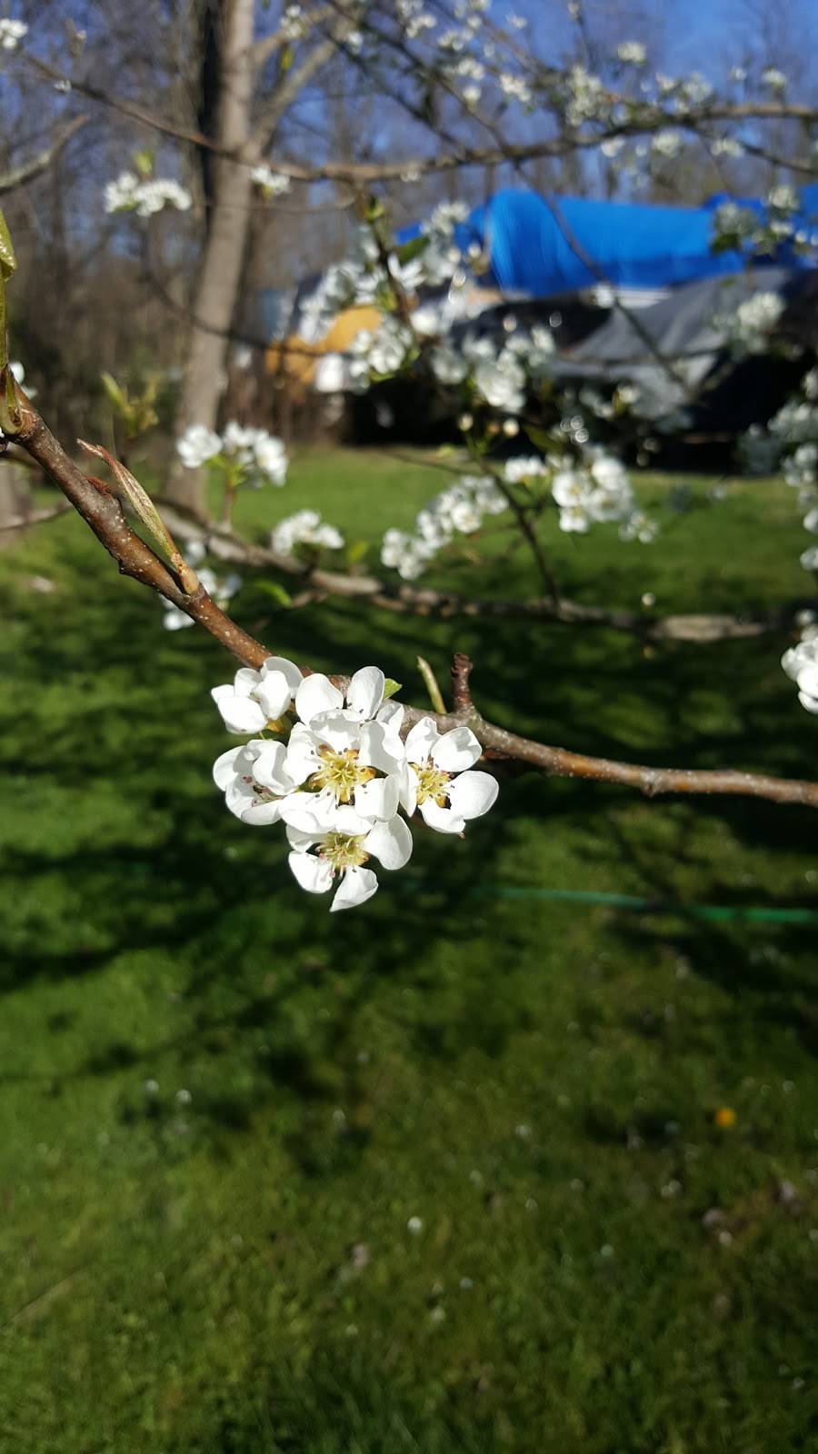 Carousel Marina | restaurant | 200 Carousel Dr, Bunola, PA 15020, USA | 4123844109 OR +1 412-384-4109