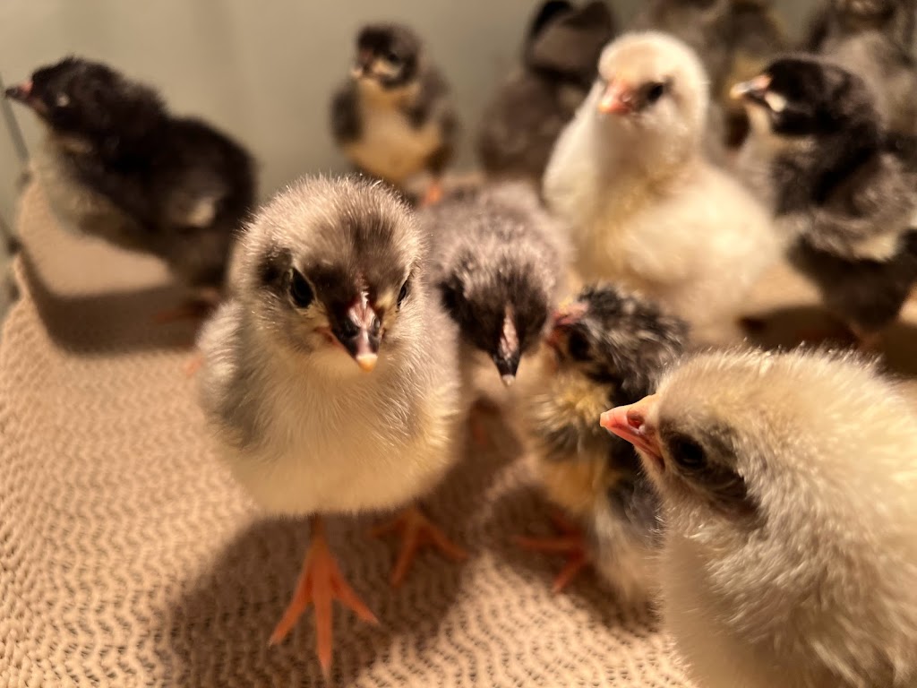 For His Glory Farm | restaurant | Lancewood Cir S, Port Orange, FL 32127, USA | 3863104047 OR +1 386-310-4047