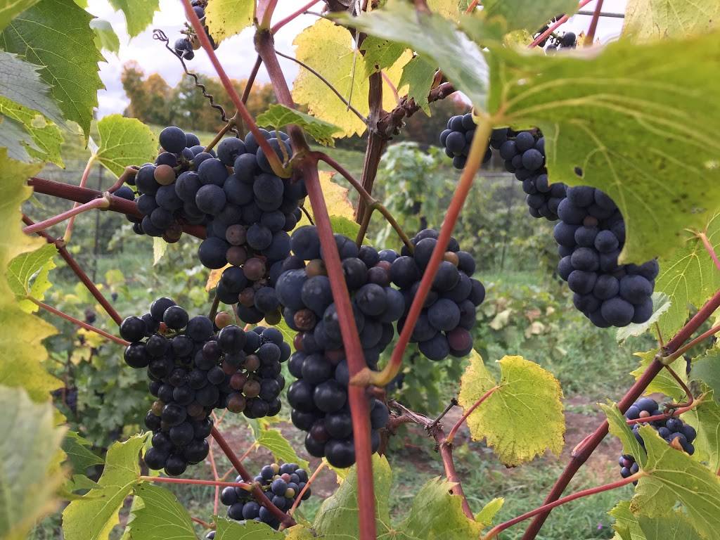 Mackinaw Trail Winery & Brewery - Petoskey | restaurant | 3423 US-131, Petoskey, MI 49770, USA | 2314871910 OR +1 231-487-1910