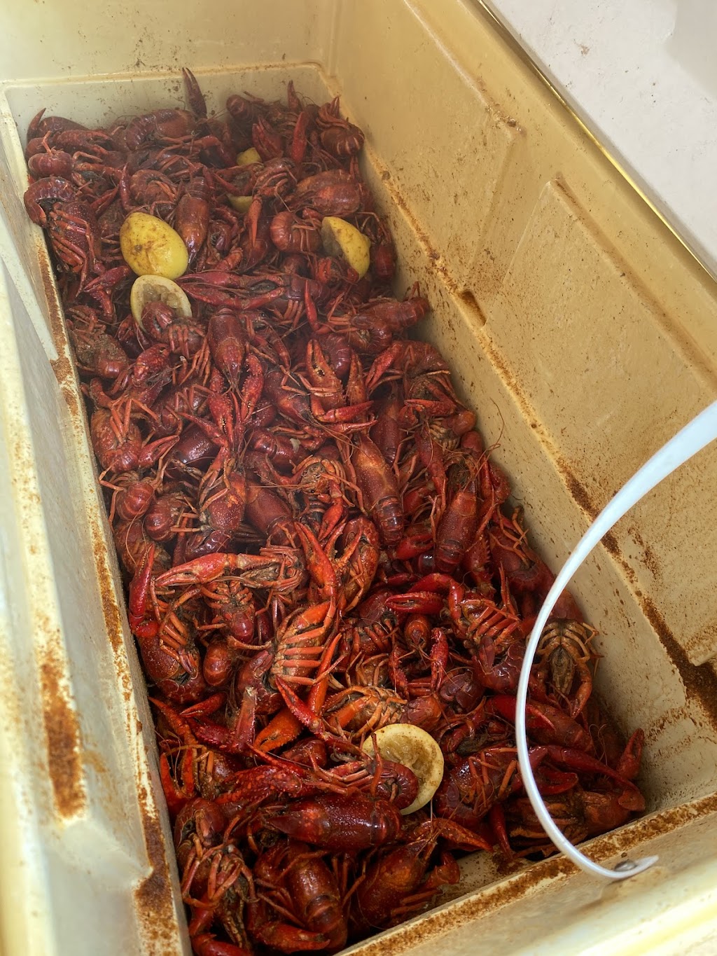 Red Tailz Woodville | restaurant | 307 N Magnolia St, Woodville, TX 75979, United States | 4092240627 OR +1 409-224-0627