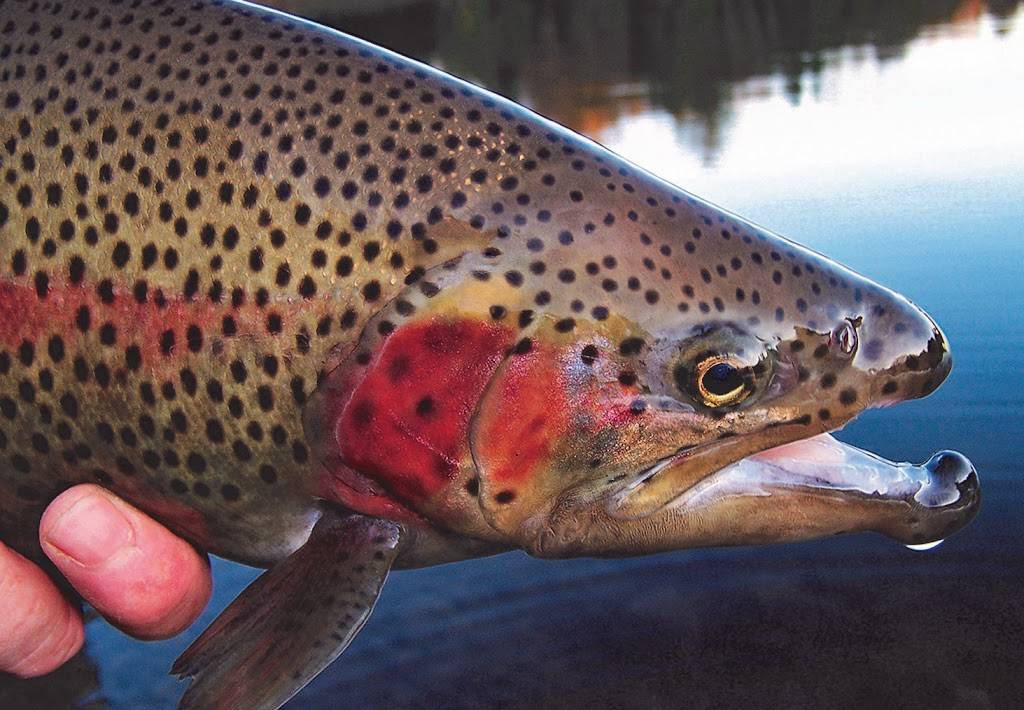 The Franklin Fishing Club | restaurant | 72 Franklin Rd, Mount Albert, ON L0G 1M0, Canada | 9054731469 OR +1 905-473-1469