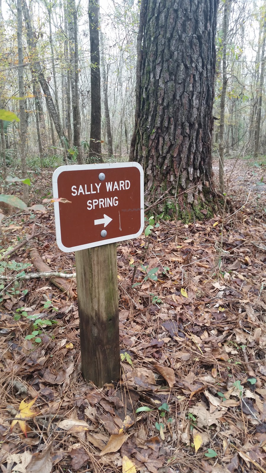 The Edward Ball Dining Room@ Wakulla Springs | restaurant | 465 Wakulla Park Dr, Crawfordville, FL 32327, USA | 8504212000 OR +1 850-421-2000