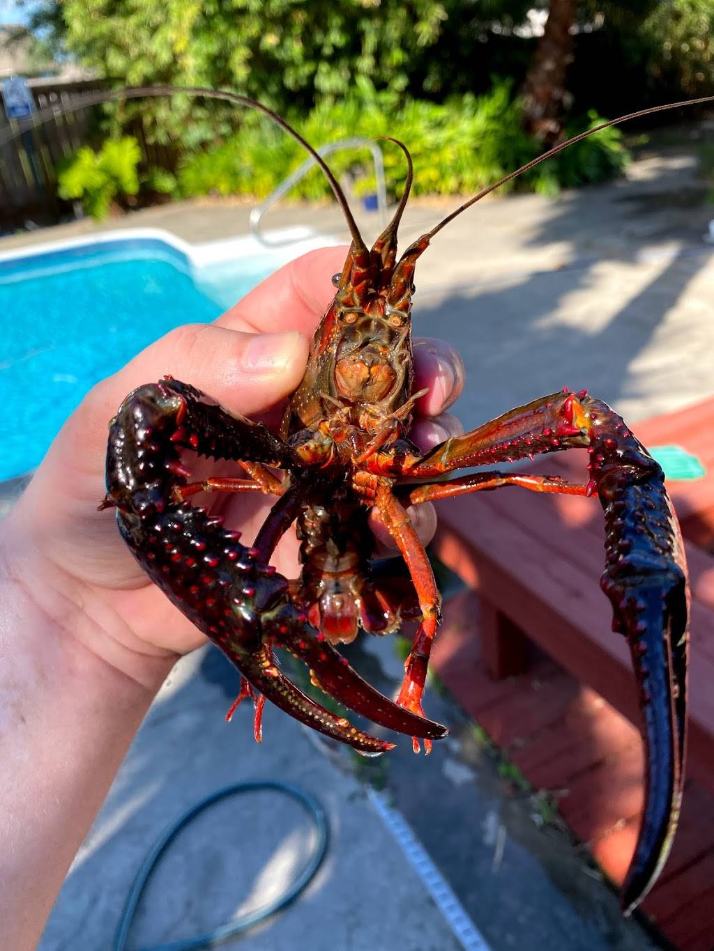 Honey-B Ham | restaurant | 506 E Prien Lake Rd, Lake Charles, LA 70601, USA | 3374783354 OR +1 337-478-3354