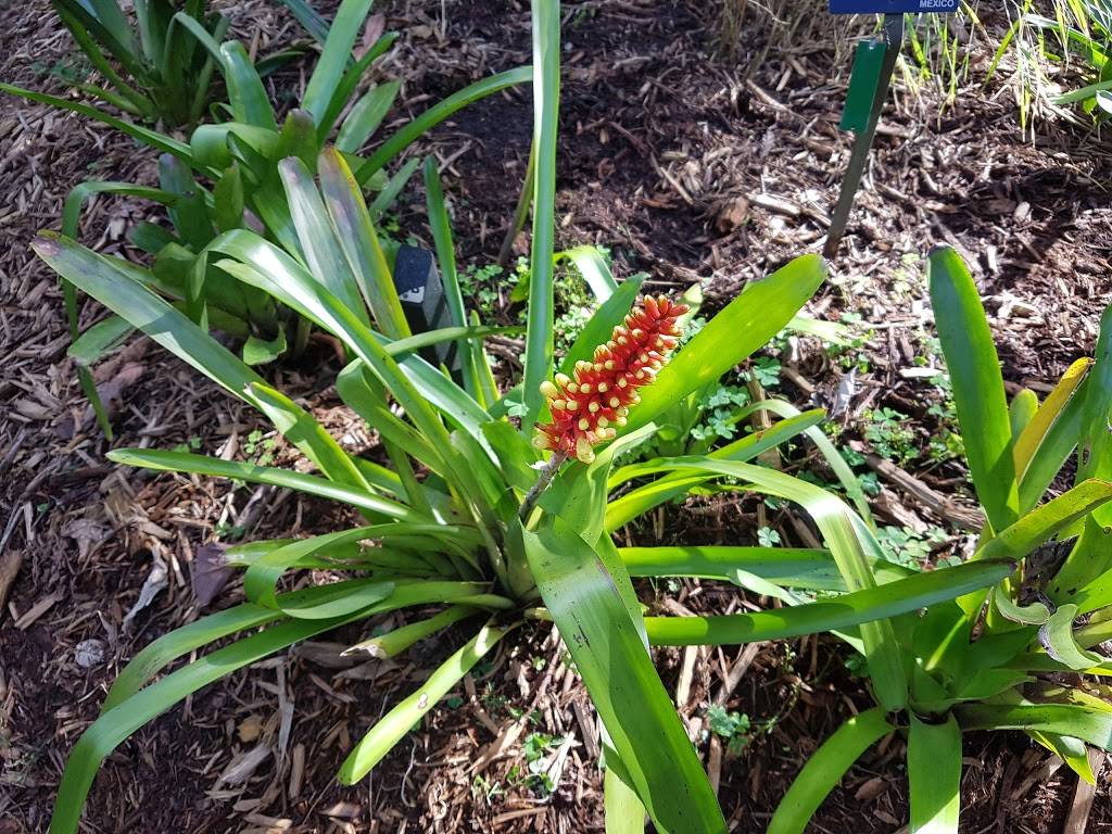 Lime Tree | restaurant | 450 Irving St A, San Francisco, CA 94122, USA | 4156651415 OR +1 415-665-1415