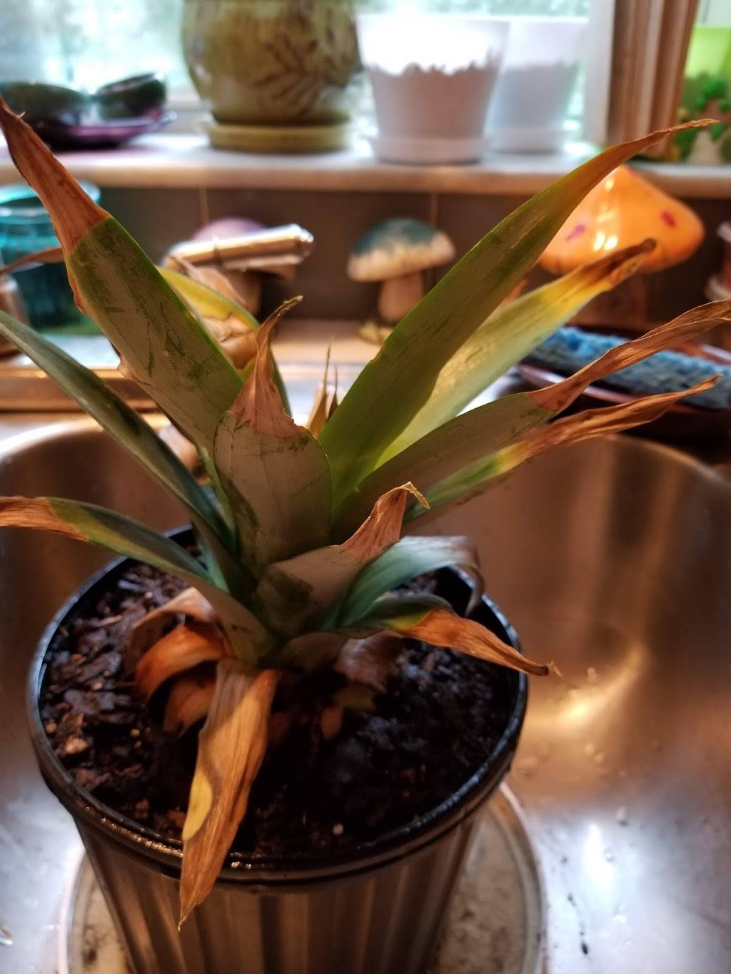 Subway Restaurants | restaurant | 830 E Hathaway Ave, Bronson, FL 32621, USA | 3524863000 OR +1 352-486-3000