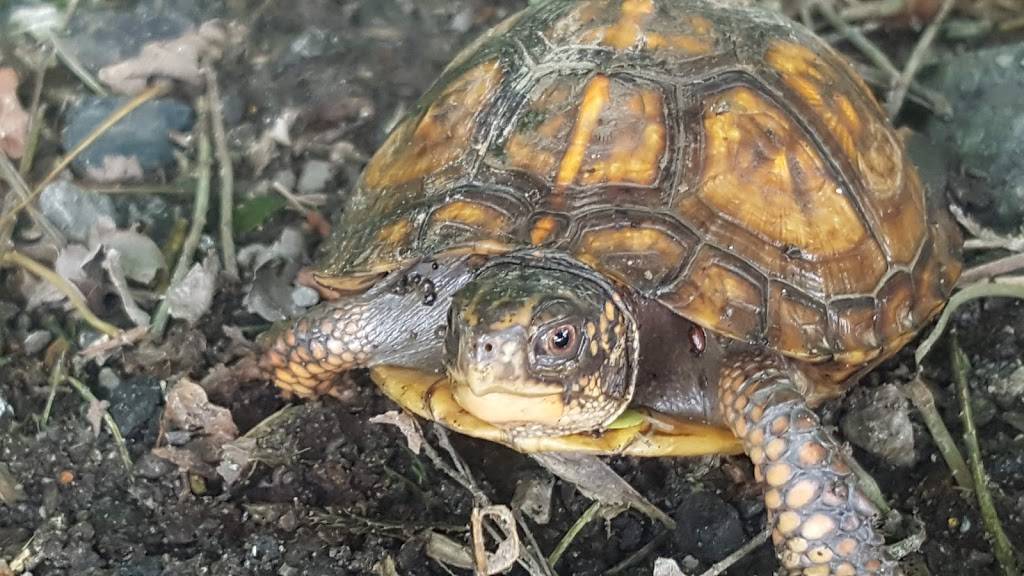 Dairy Queen Grill & Chill | restaurant | 12405 Main St, Martin, KY 41649, USA | 6068750376 OR +1 606-875-0376