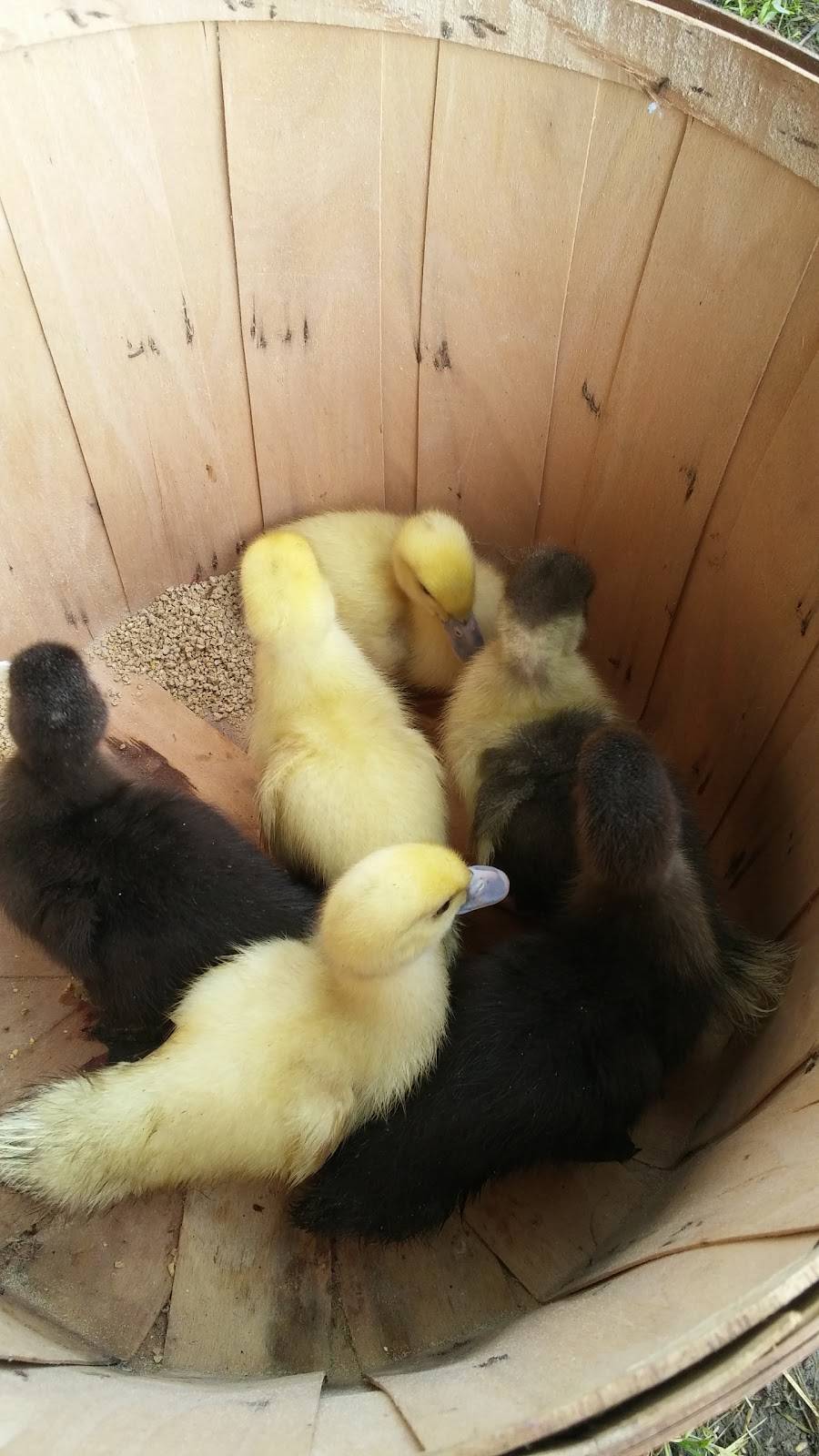 Twisted Fork Restaurant & Catering Inc | restaurant | 62 Main St, Mount Albert, ON L0G 1M0, Canada | 9054731111 OR +1 905-473-1111