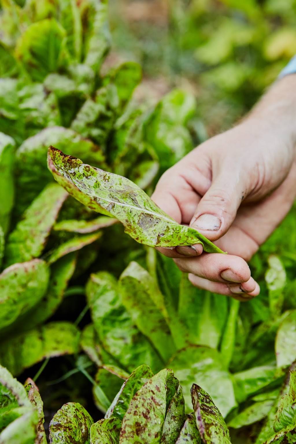 Topsoil Kitchen & Market | restaurant | 13 S Main St, Travelers Rest, SC 29690, USA | 8646102281 OR +1 864-610-2281