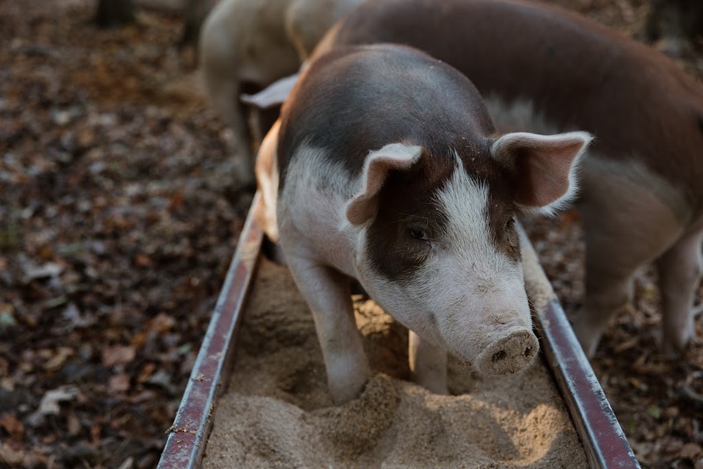 Sweet Magnolia Farms | restaurant | 170 Hidden Acres, Chelsea, AL 35043, USA | 2516091946 OR +1 251-609-1946