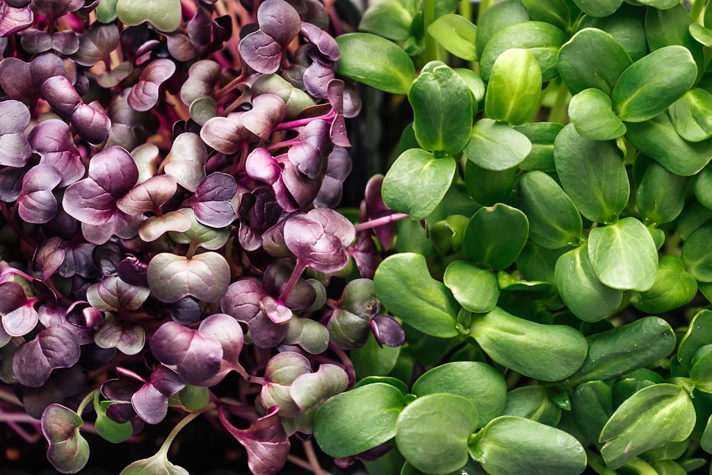 Revity Farms | restaurant | 4461 Eatons Creek Rd, Nashville, TN 37218, USA | 6159331886 OR +1 615-933-1886