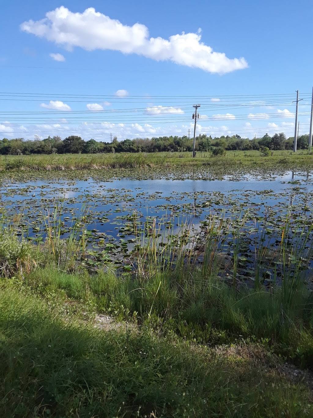 Wendys | restaurant | 2550 Pine Island Rd, Hollywood, FL 33024, USA | 9544310178 OR +1 954-431-0178