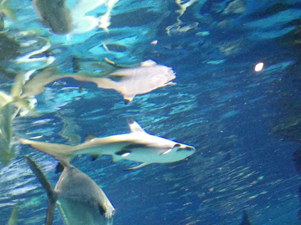 Skyline Bar And Grill | restaurant | 5500 Skyline Dr, Owensboro, KY 42301, USA | 2709298907 OR +1 270-929-8907