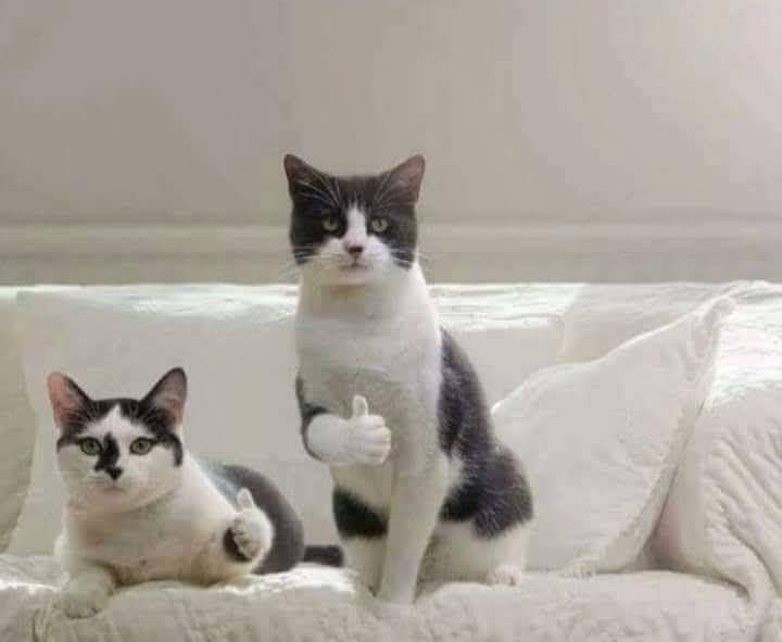 Wings To Go | restaurant | 23 S Dupont Hwy, Dover, DE 19901, USA | 3027348144 OR +1 302-734-8144