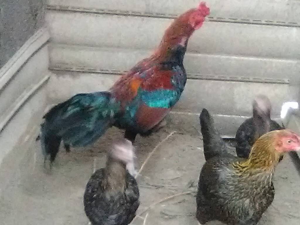 Backyard Brawlers Game Farm | restaurant | 7574 County Rd 4084, Scurry, TX 75158, USA | 4693679023 OR +1 469-367-9023