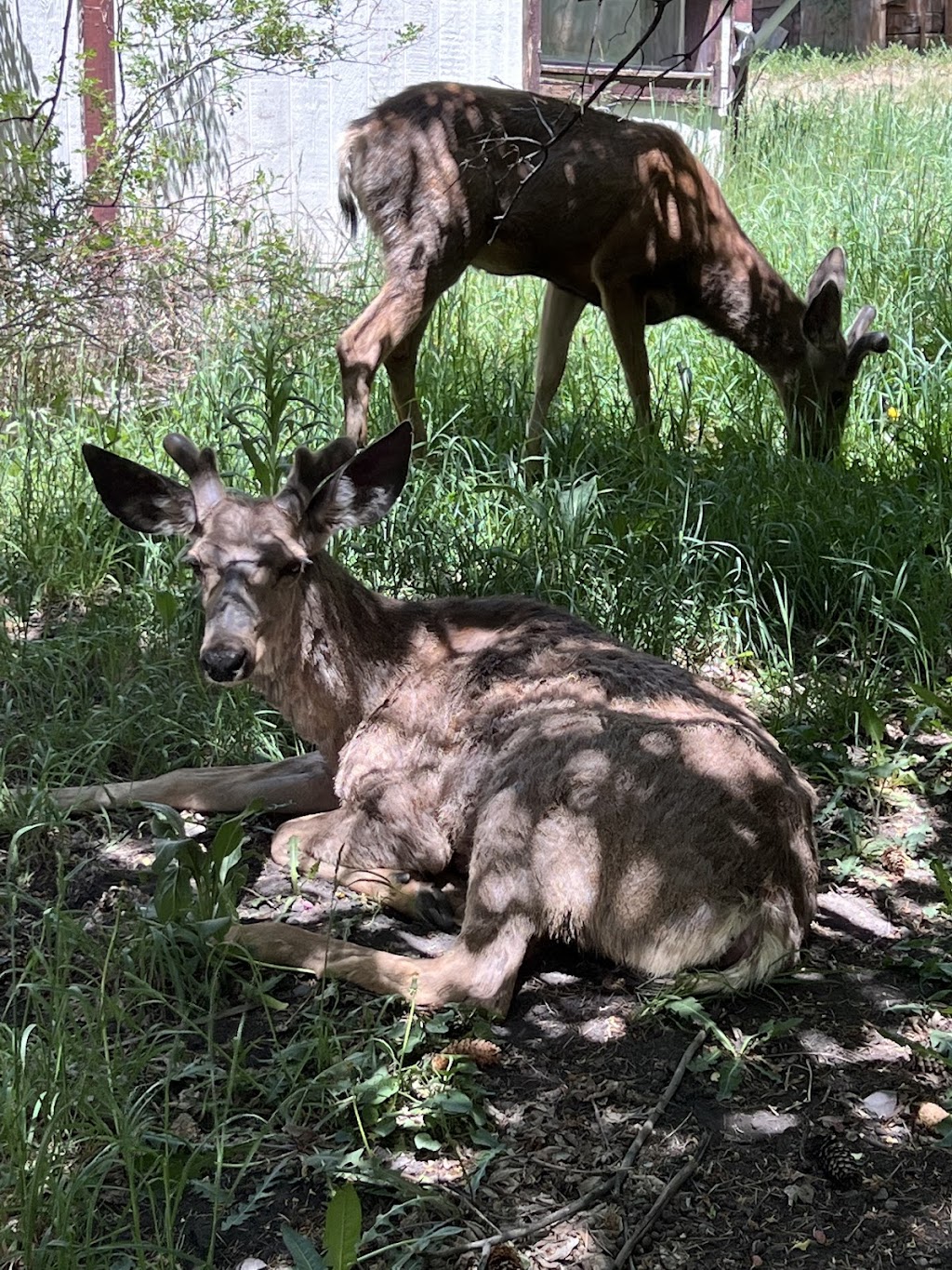 Ouray Wine Garden | restaurant | 317 2nd St, Ouray, CO 81427, USA | 7024687161 OR +1 702-468-7161