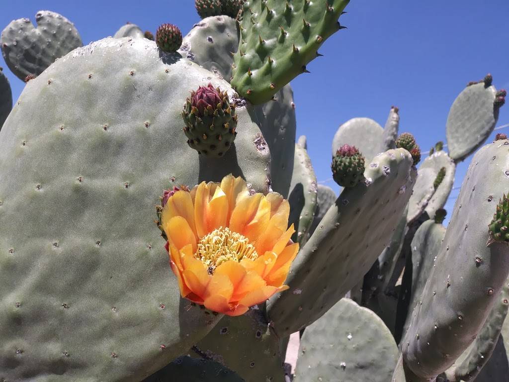 Popeyes Louisiana Kitchen | restaurant | 7111 E 22nd St, Tucson, AZ 85710, USA | 5208861600 OR +1 520-886-1600